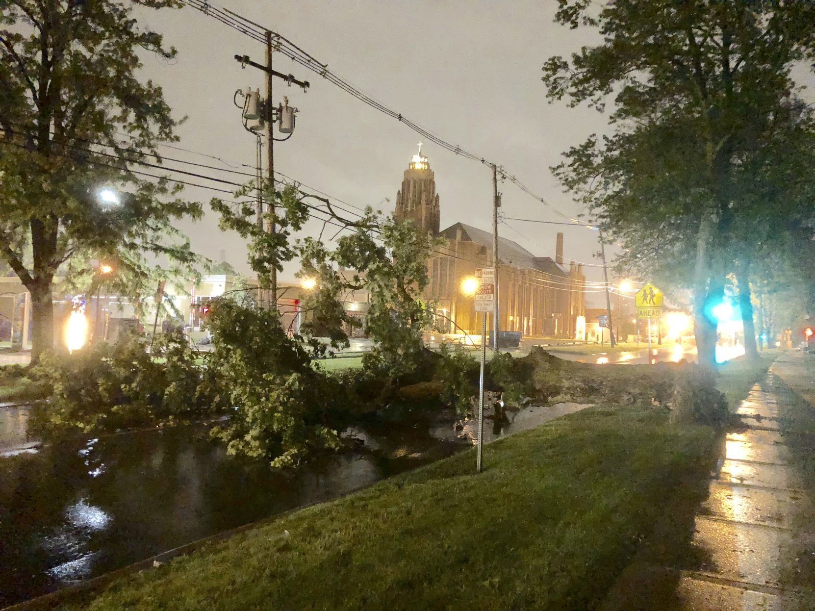 Fallen tree